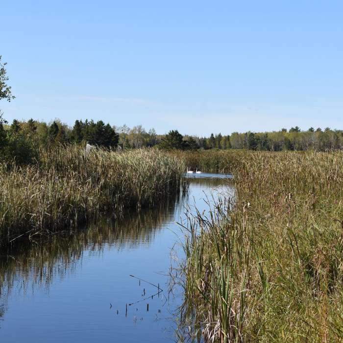 Near Oswald Viewing Platform via the North Country Trail Near Oswald Viewing Platform via the North Country Trail