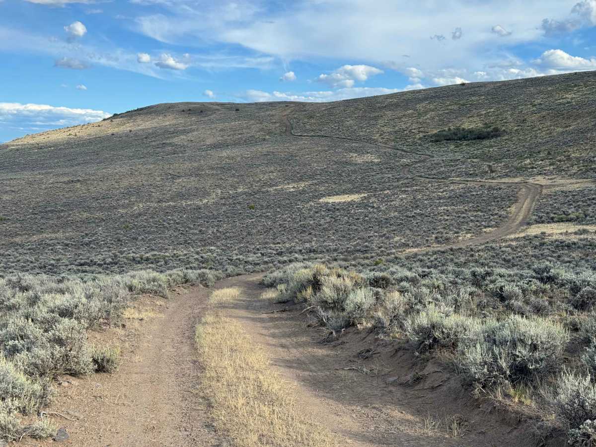 BLM 8530  photo 3