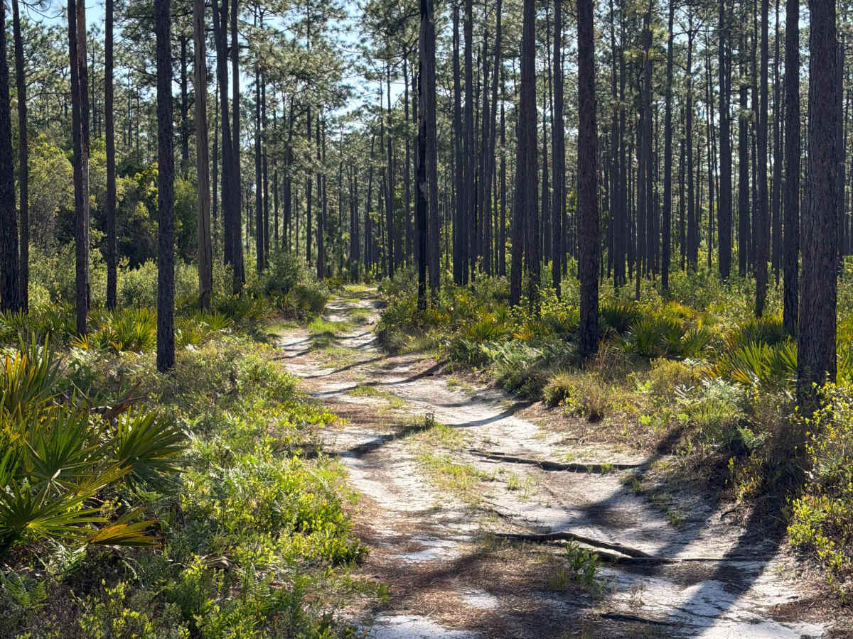 FS 177-D trail photo