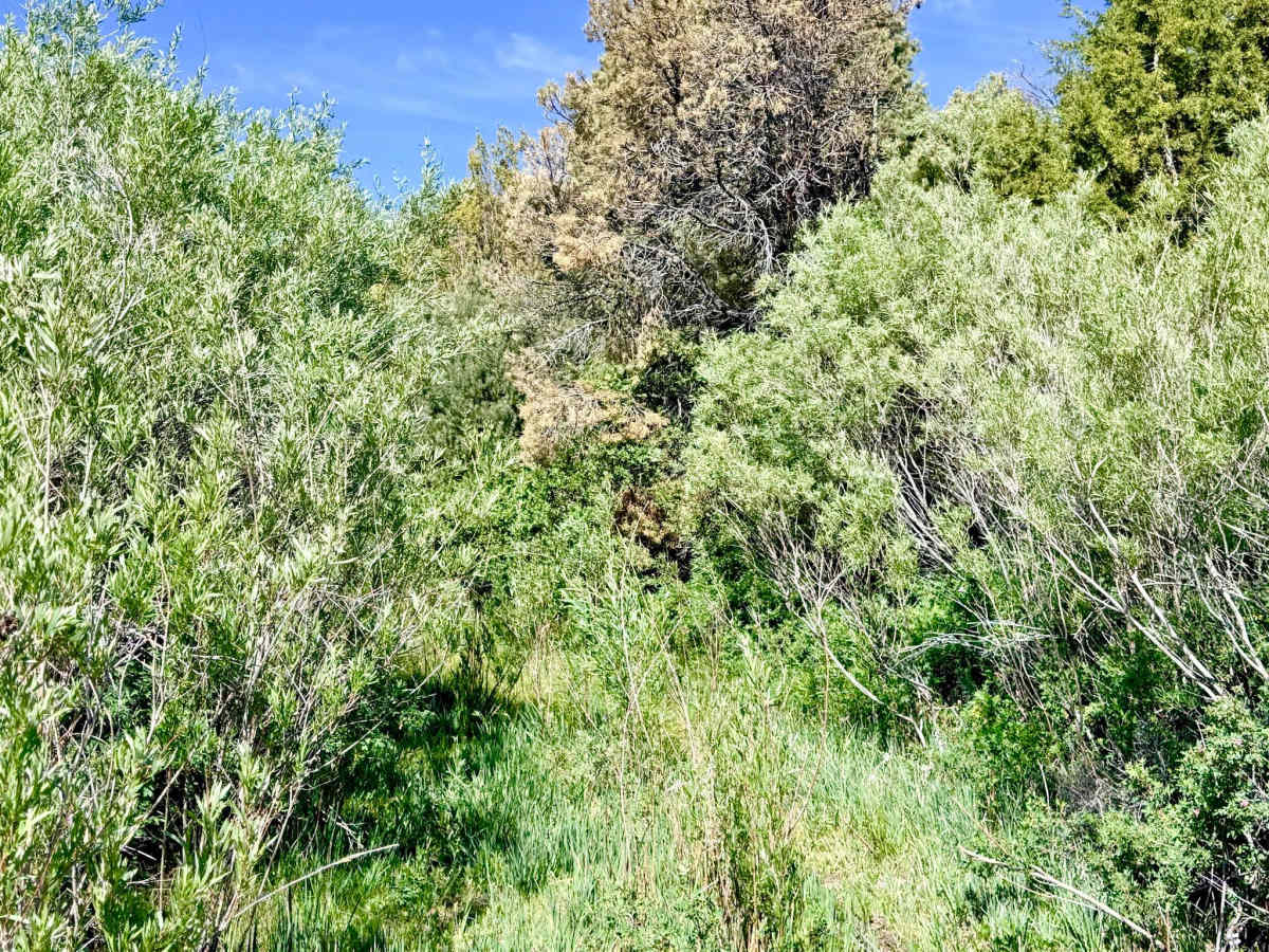 Faulkner Creek - FS 43266 photo 2