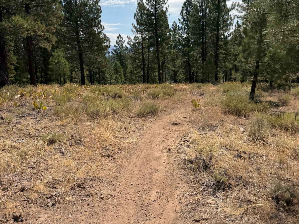 #41 trail photo