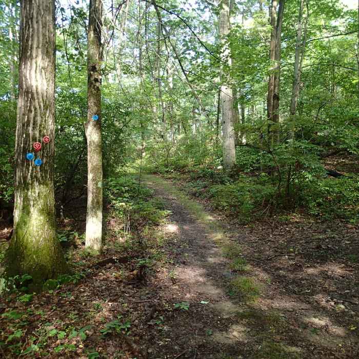 Near Fahnestock Trail