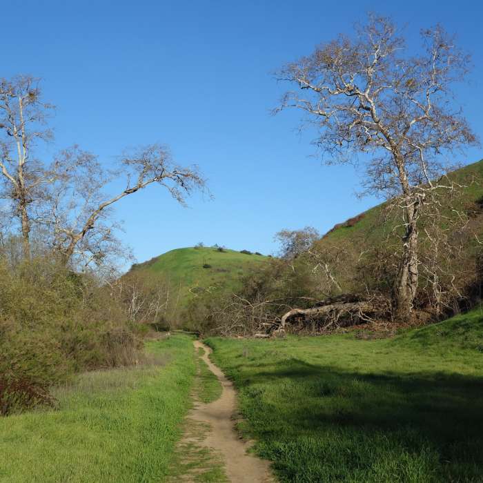 Lopez Canyon becomes verdant after heavy winter rains. Near Lopez Canyon Trail