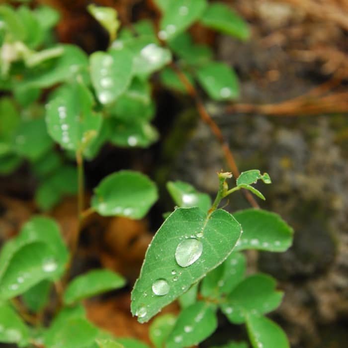 Near McCloud River Three Falls Hike