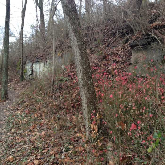 Near North Hills Trail (Western Section)