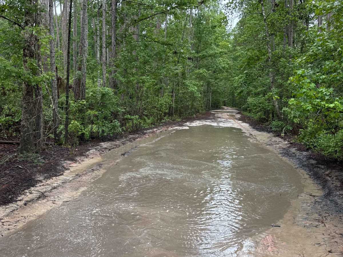 Ocala National Forest Road 65 photo 4