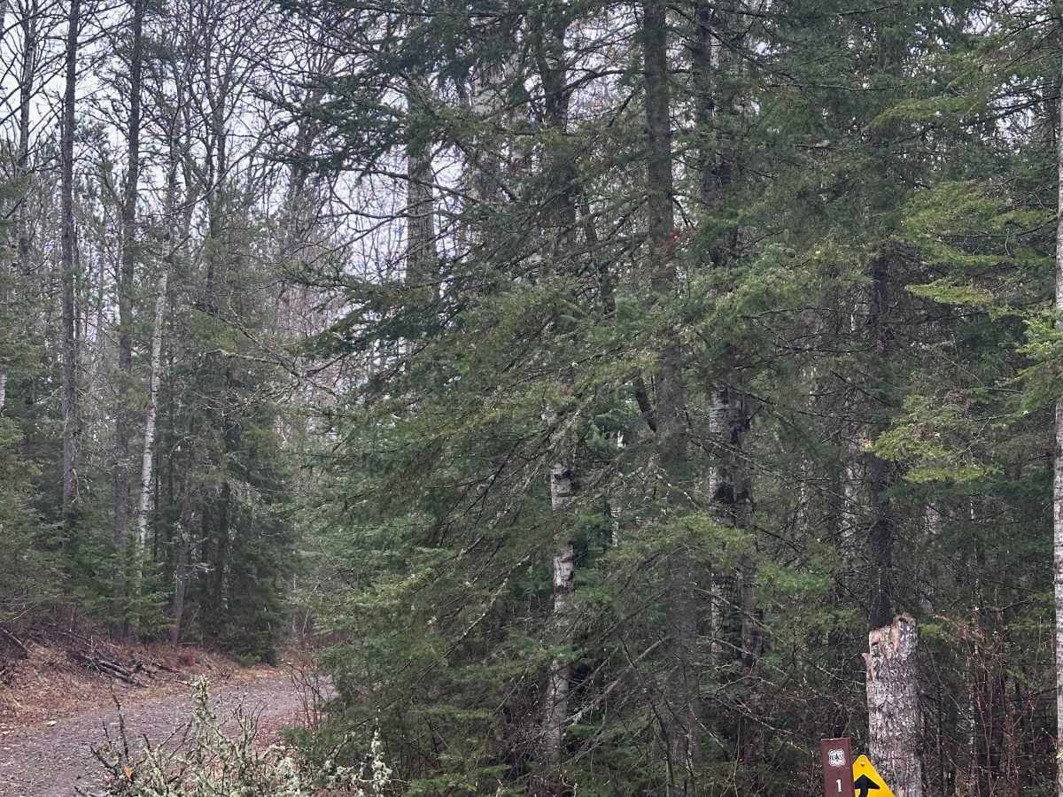 FS 141 trail photo