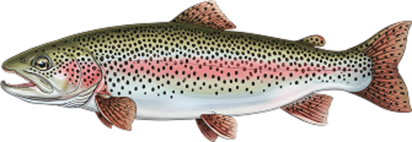 Rainbow trout