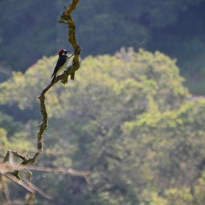 Near Westwood Hills Park