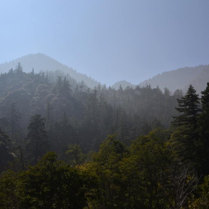 Near Middle Fork Trail #6W01