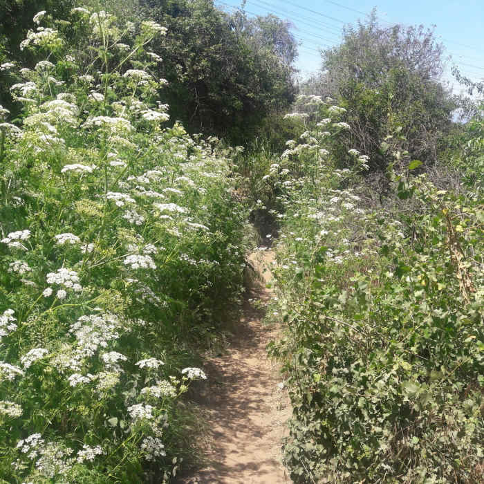 Near Coyote Trail