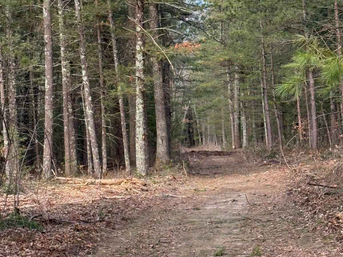 FS 8333 trail photo