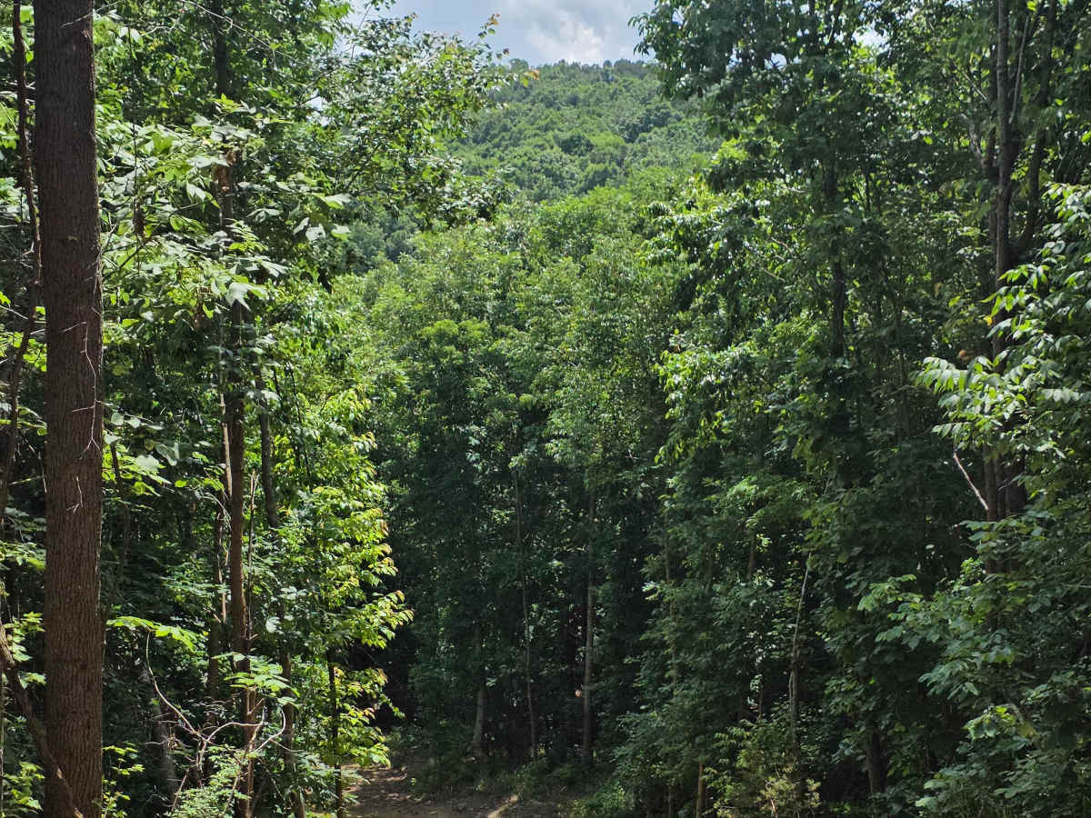 Brocato's Ridge trail photo