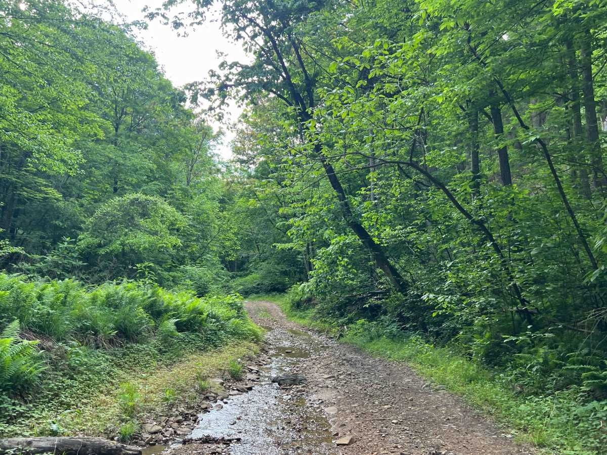 Counterfeit Branch Trail - Q64 photo 5