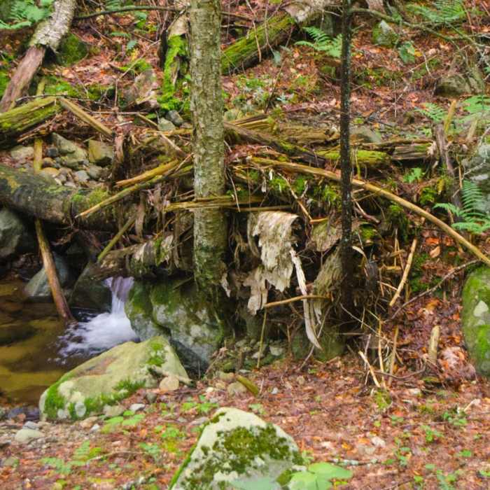 Near Mossy Cascade Near Mossy Cascade