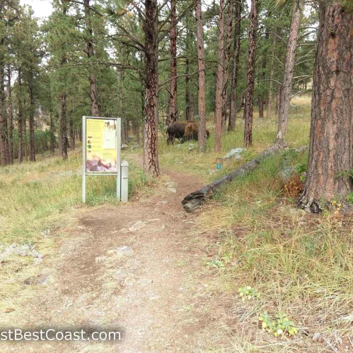 Near Rankin Ridge Trail
