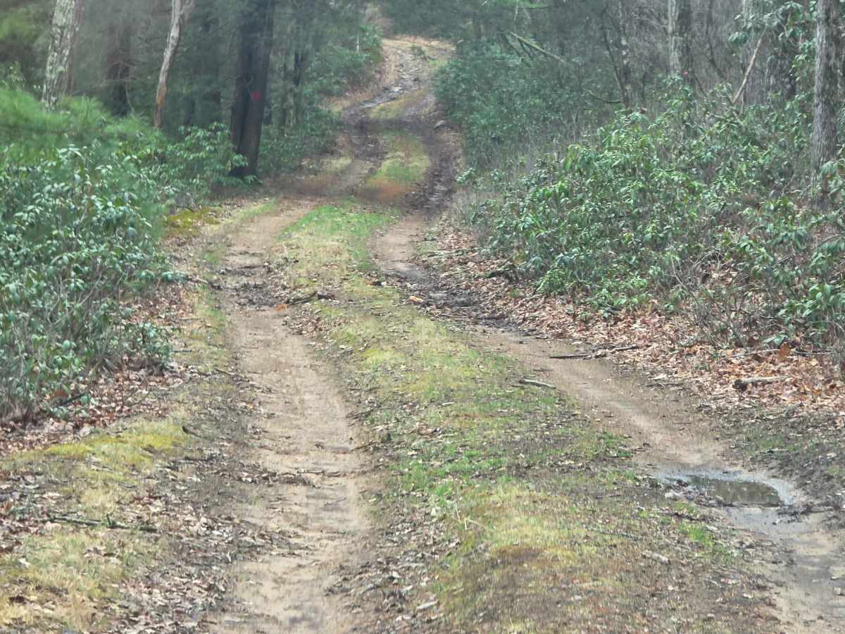 Tea Knob Trail photo 4
