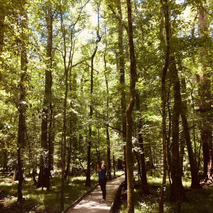 Congaree National Park Near Bluff Trail