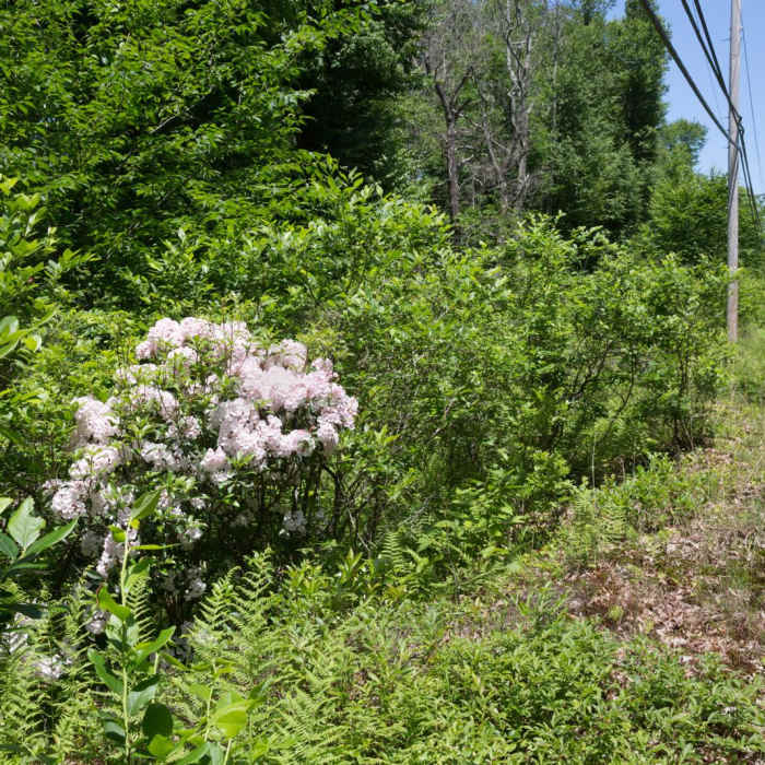 Near Fourth Run, Stage and Park Road Loop Near Fourth Run, Stage and Park Road Loop