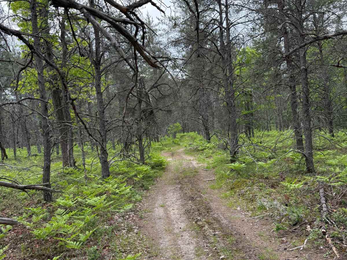 Deadwood Trail photo 6