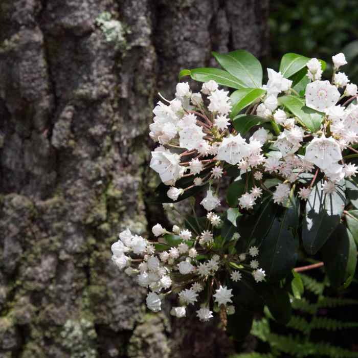 Near Stone Trail and Boundary Trail Loop Near Stone Trail and Boundary Trail Loop