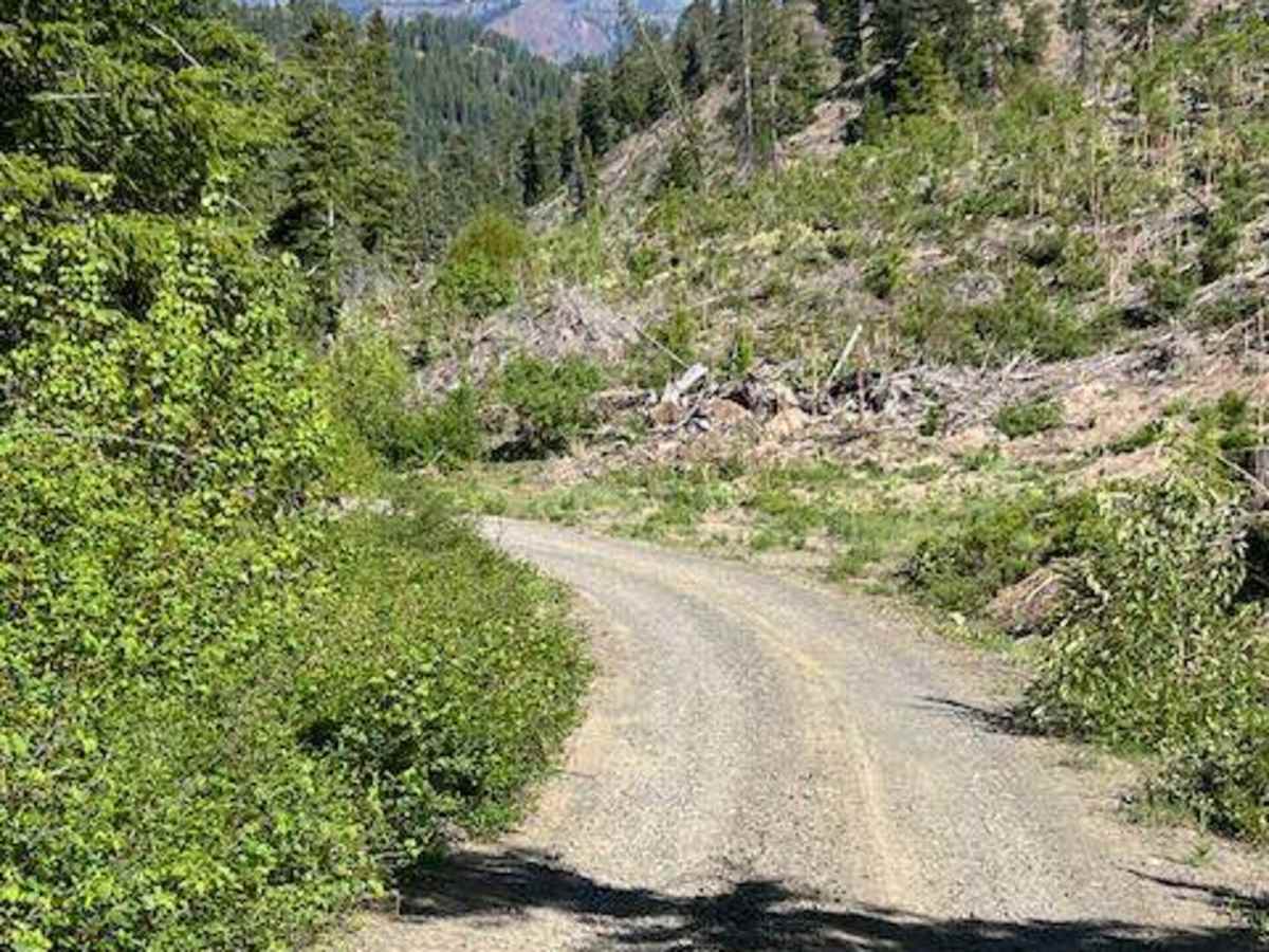 Scotty Creek Road - FS 7324 trail photo