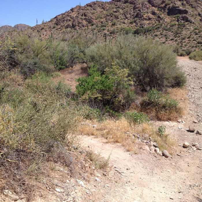 Near Maricopa Regional Trail: Spur Cross to Cave Creek Park