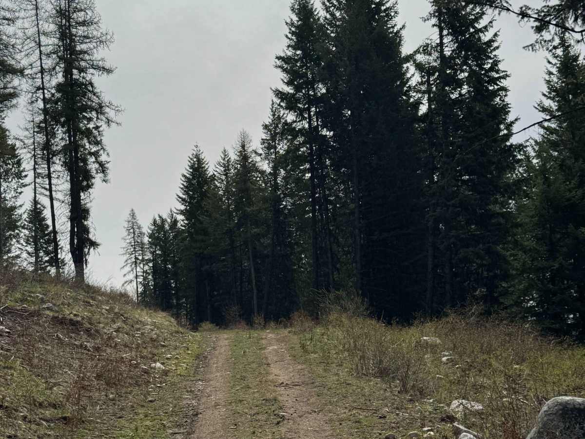 Tamarack Spring Trail photo 3