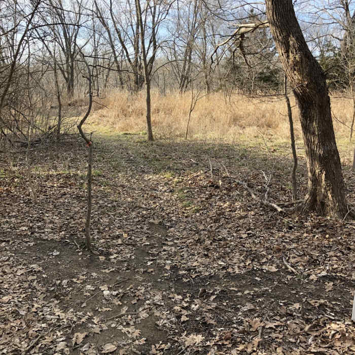 This is where you can exit Hillside Trail and go back down to the Mainline trail, or you can start the Esse's Trail. Near Main Line