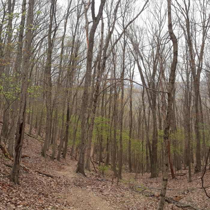 Near Jacobs Ladder Trail