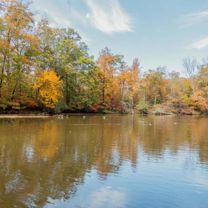 Near Gold Branch Trail Near Gold Branch Trail