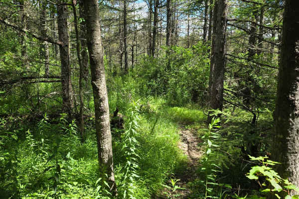Single Track EE