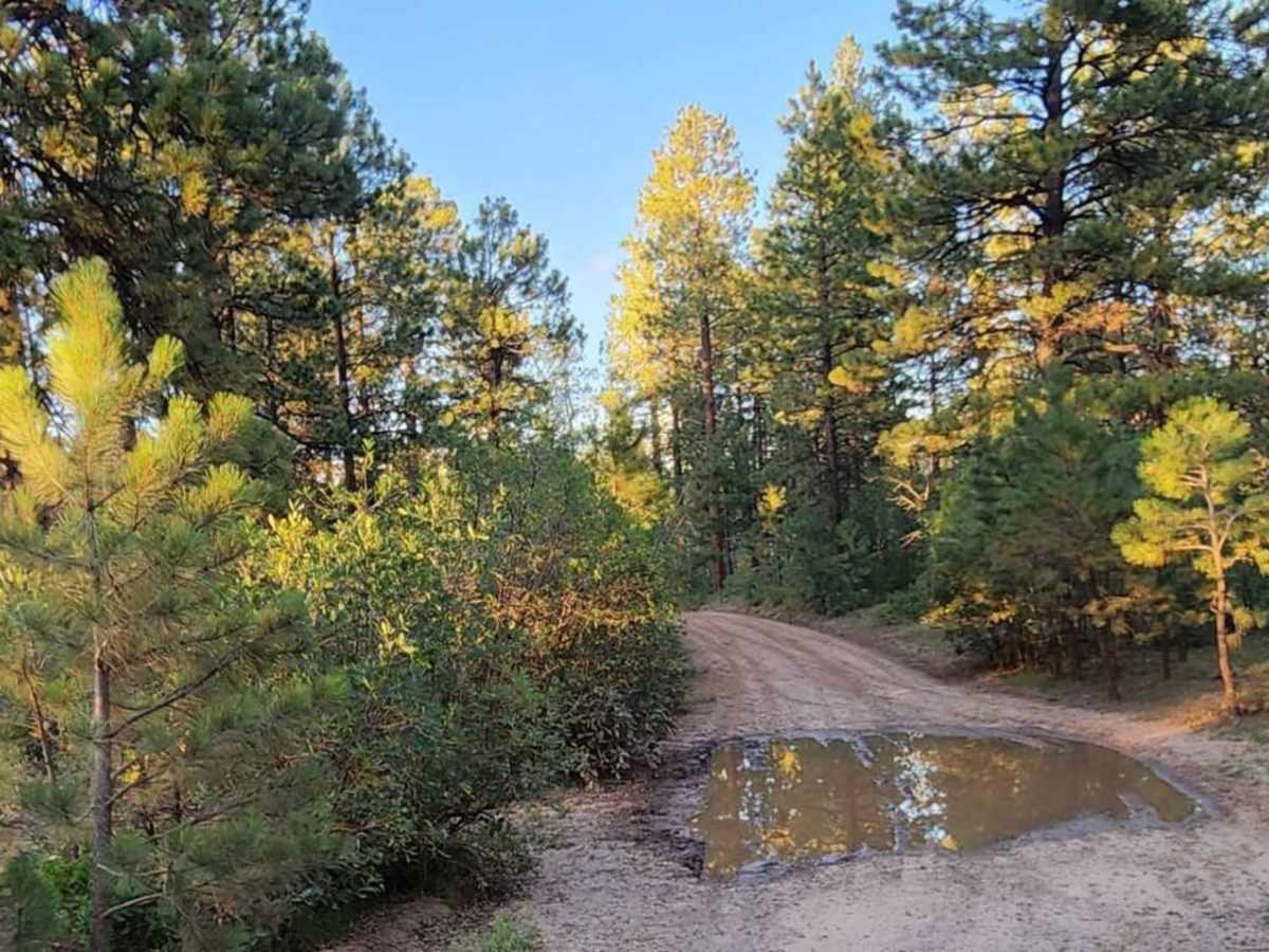Upper House Creek Road trail photo