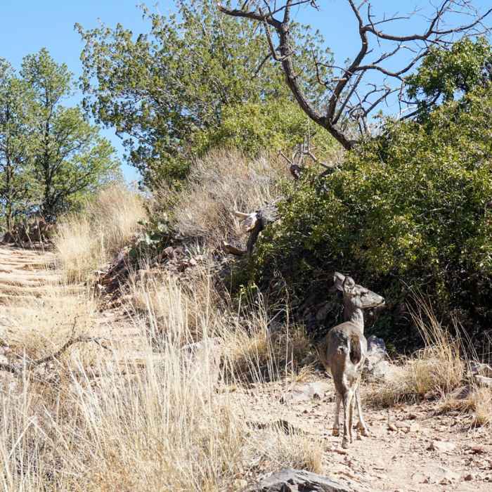 Near Emory Peak via Pinnacles Trail