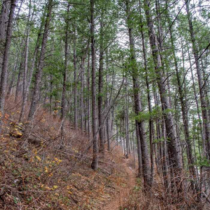 Near Preston Valley Trail