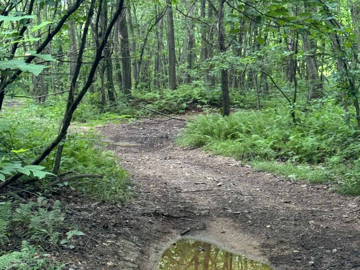 Trail 81 photo 6