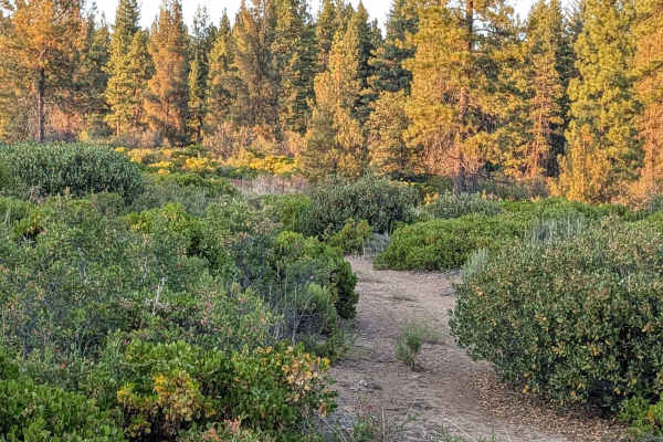 Stud Hill South - FS 42N26