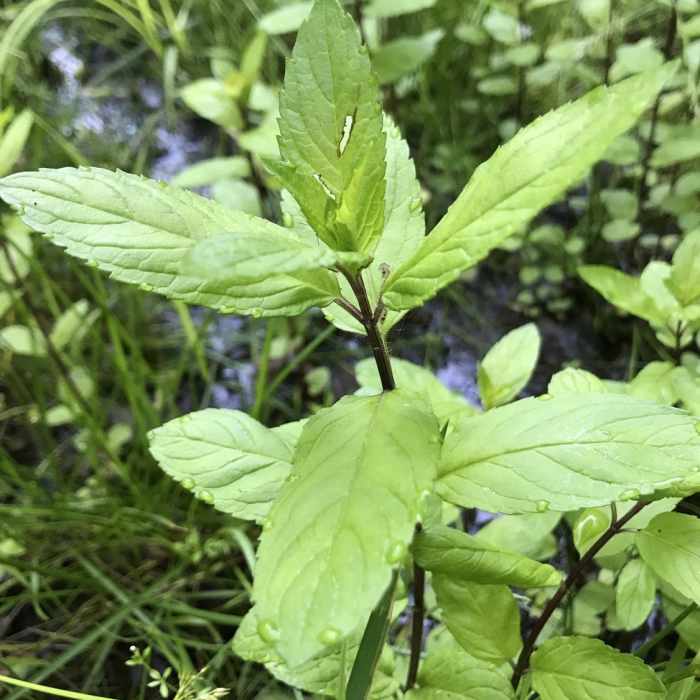 Near Nebraska Notch Trail
