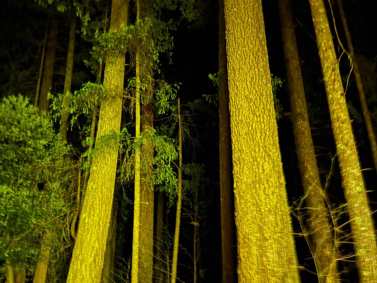 Skinner photo 3