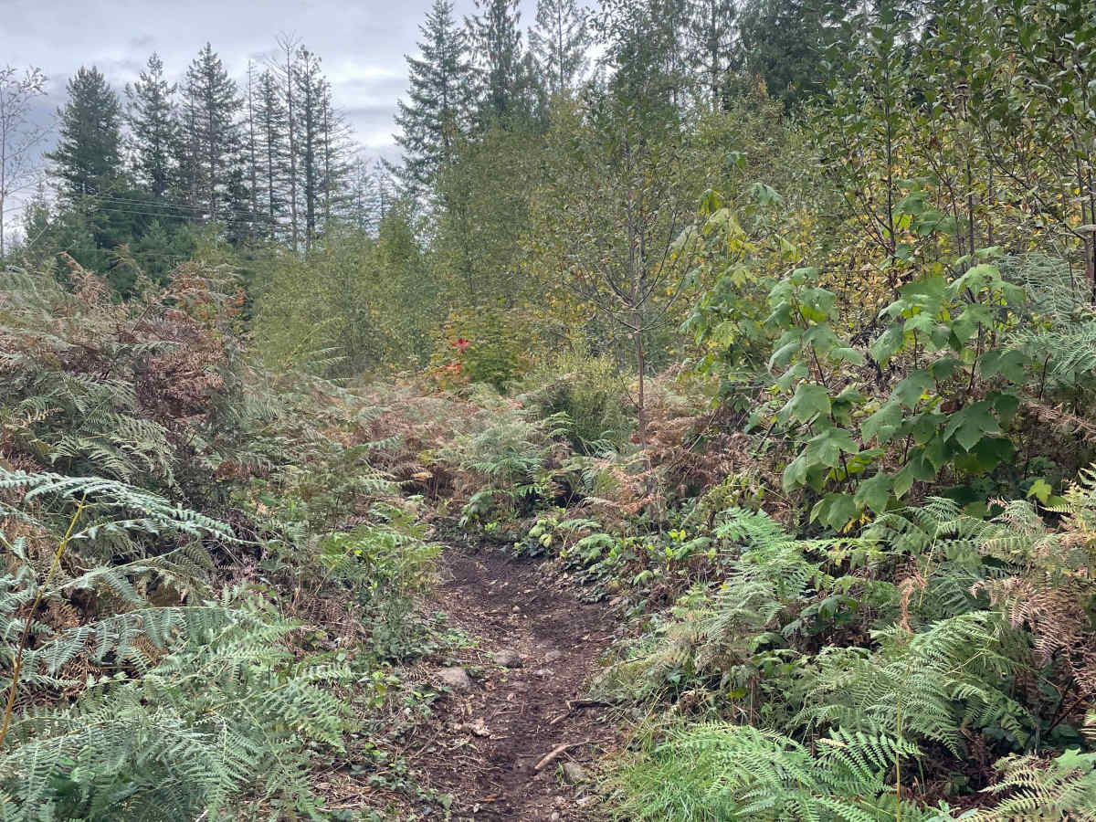Fern Turns photo 2