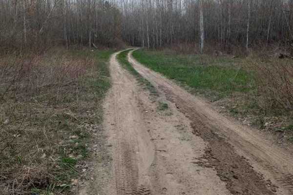 Birch Tree Trail