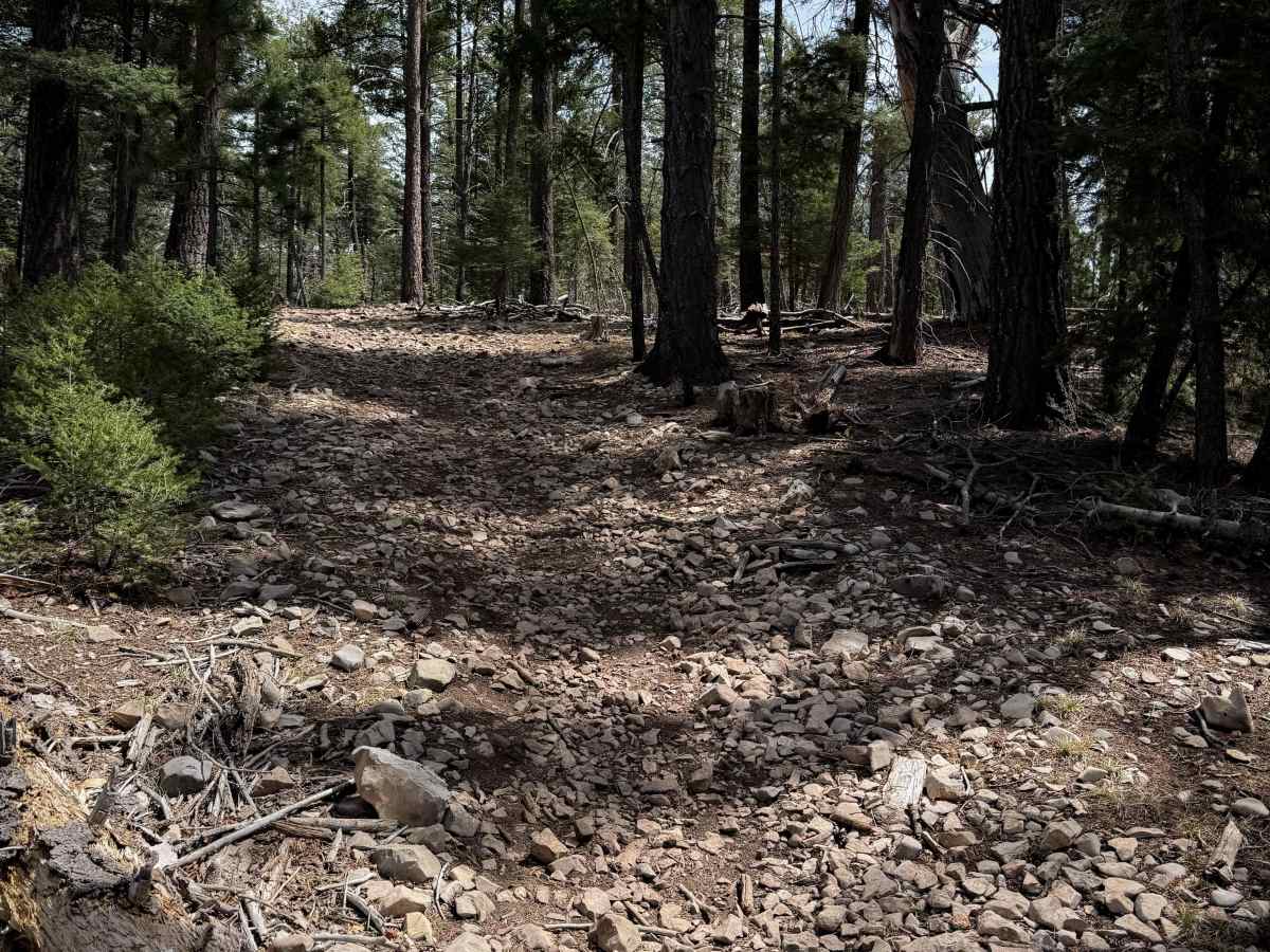 Pines North Trail  photo 4