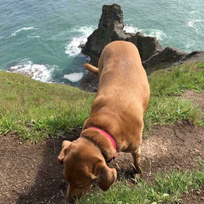 Near Cape Falcon Trail