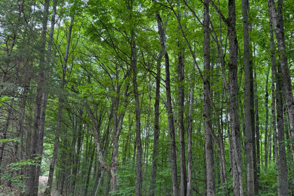 Roots Lake Trail