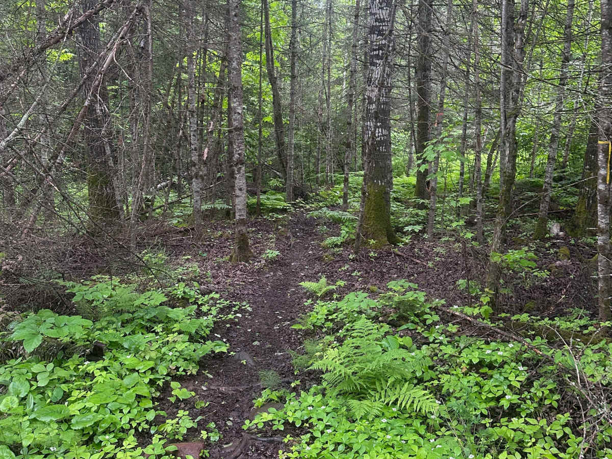 Alger Grade - Trail 11 photo 3