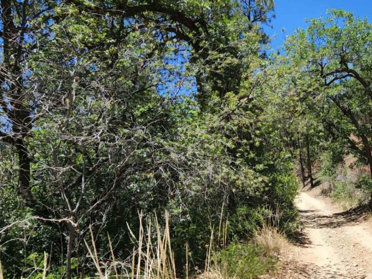 Hassayampa Creek photo 5