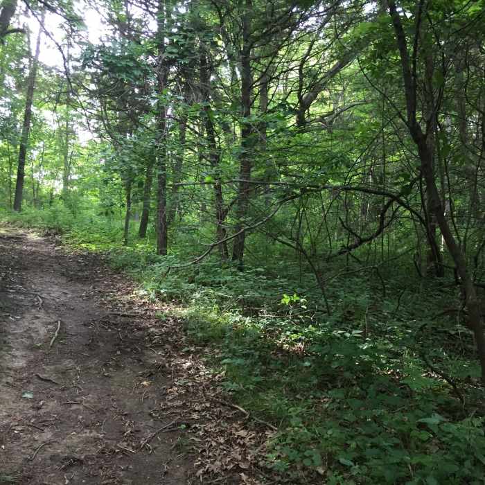 Forest on the Prairie View Nature Trail. Near Prairie View Nature Trail