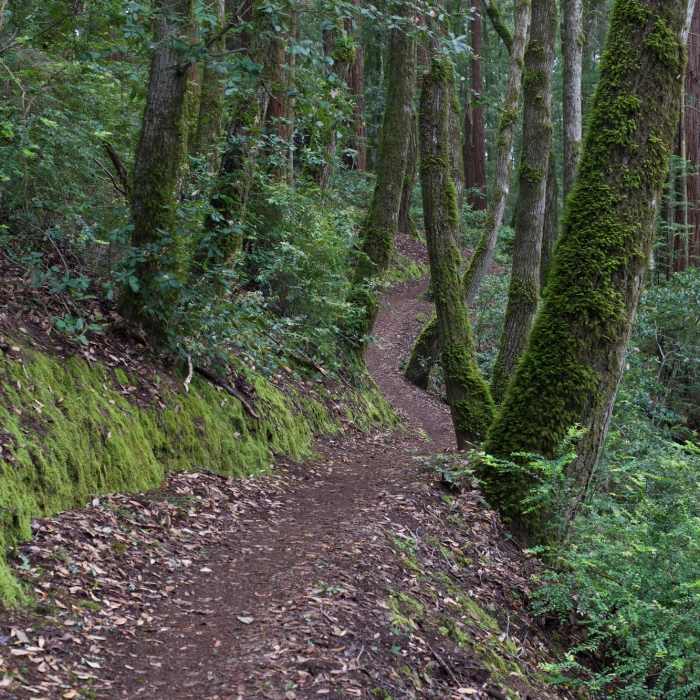 Near El Corte de Madera Creek Trail