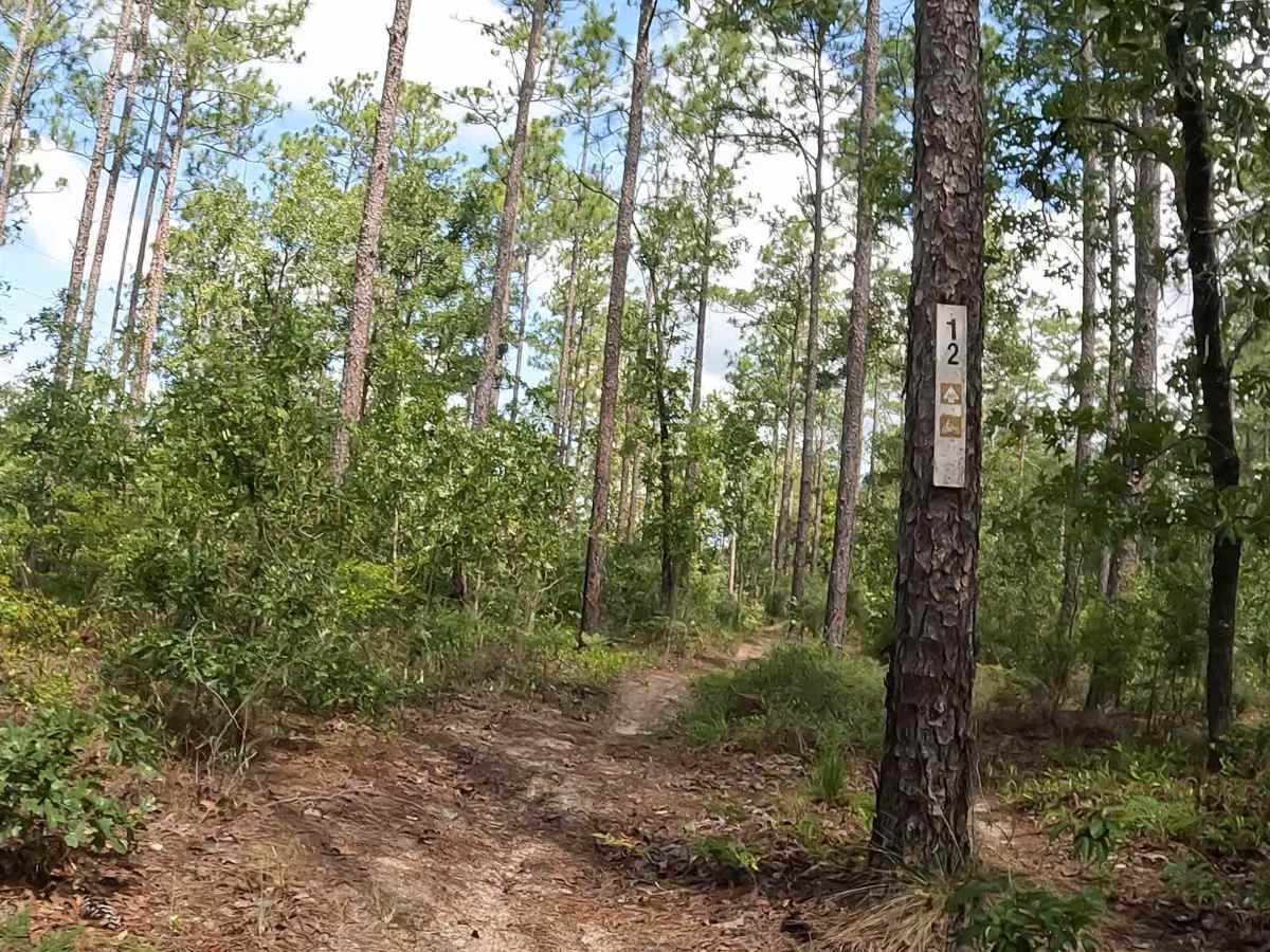 FS 12  trail photo