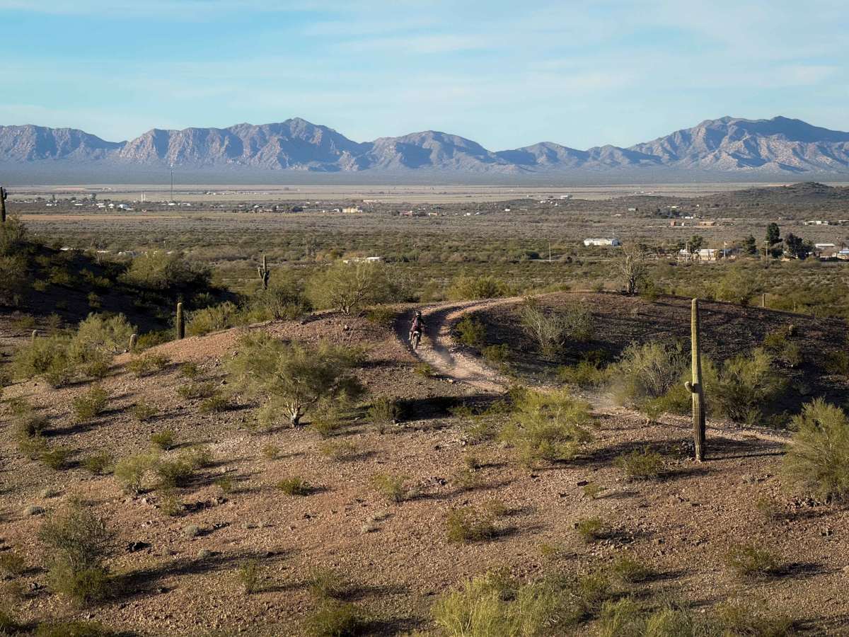 Ocotillo photo 4